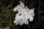 DSC_8135.jpg