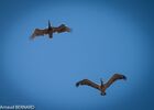 DSC_8068.jpg