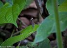 DSC_7192.jpg