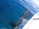 DSC_0806.jpg