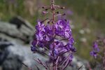 DSC_6098.jpg