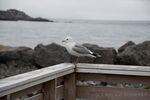 DSC_7868.jpg