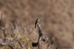 DSC_5173.jpg