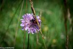 DSC_9729.jpg